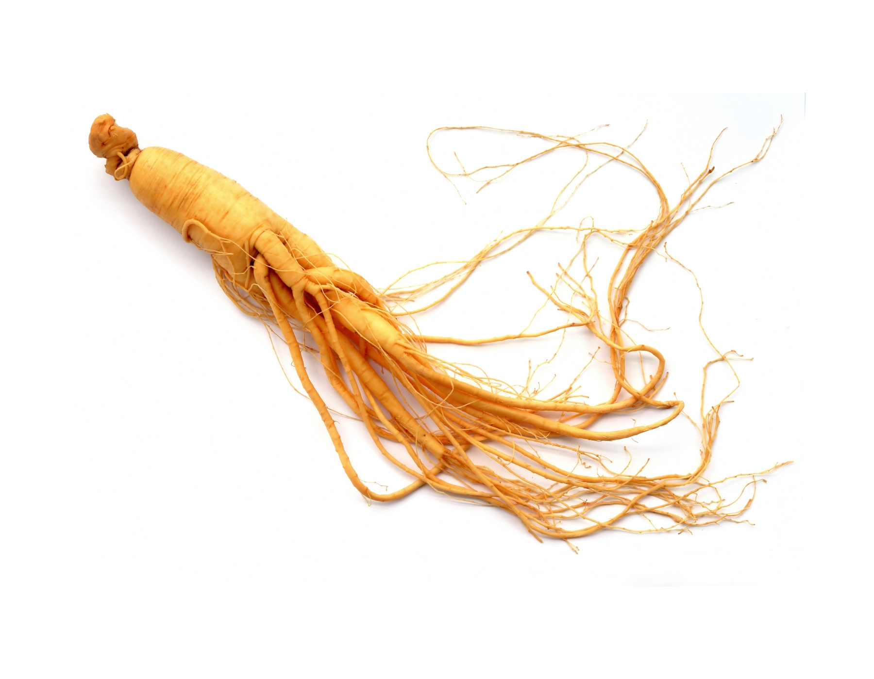 Tongkat Ali root